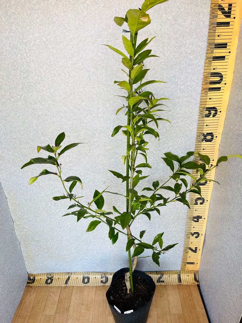 4年生　リスボン　レモン接木苗　樹高120センチ 6.5号ポット　撮影品お届け