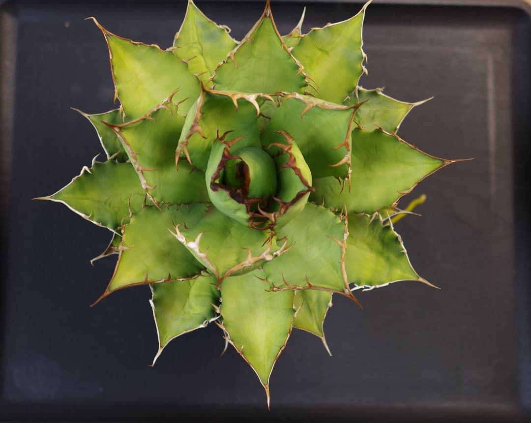 アガベ EU チタノタ オテロイ 大株 Kaiju Plant