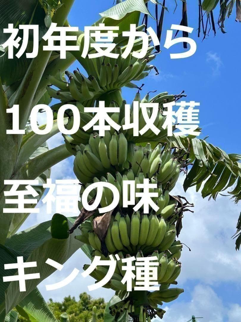 耐寒最強、210cm糖度モンスター◆スーパードワーフ・キングナムワ◆関東可 低木