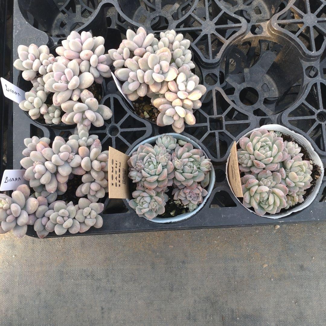 月曜待ち Tomさん専用