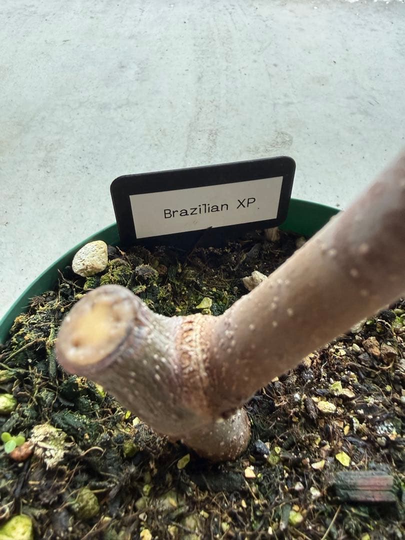 Brazilian XP 剪定後発送 イチジク いちじく 穂木 苗