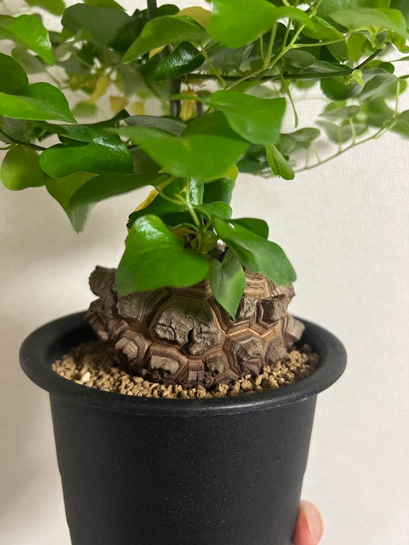 4寸鉢　亀甲竜　良形美株