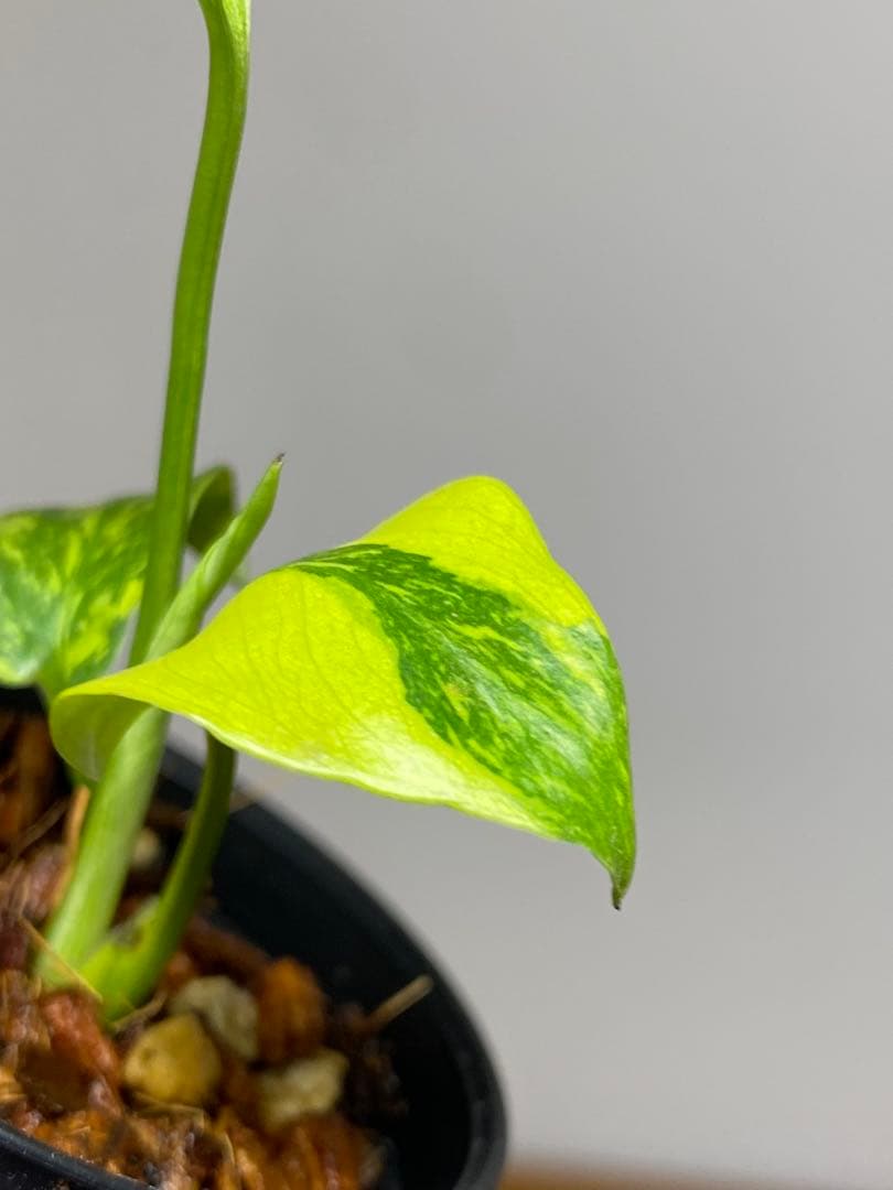 専用画面　【超美株✨超希少‼️】モンステラ　エレクトロライト　斑入り　メルカリ便
