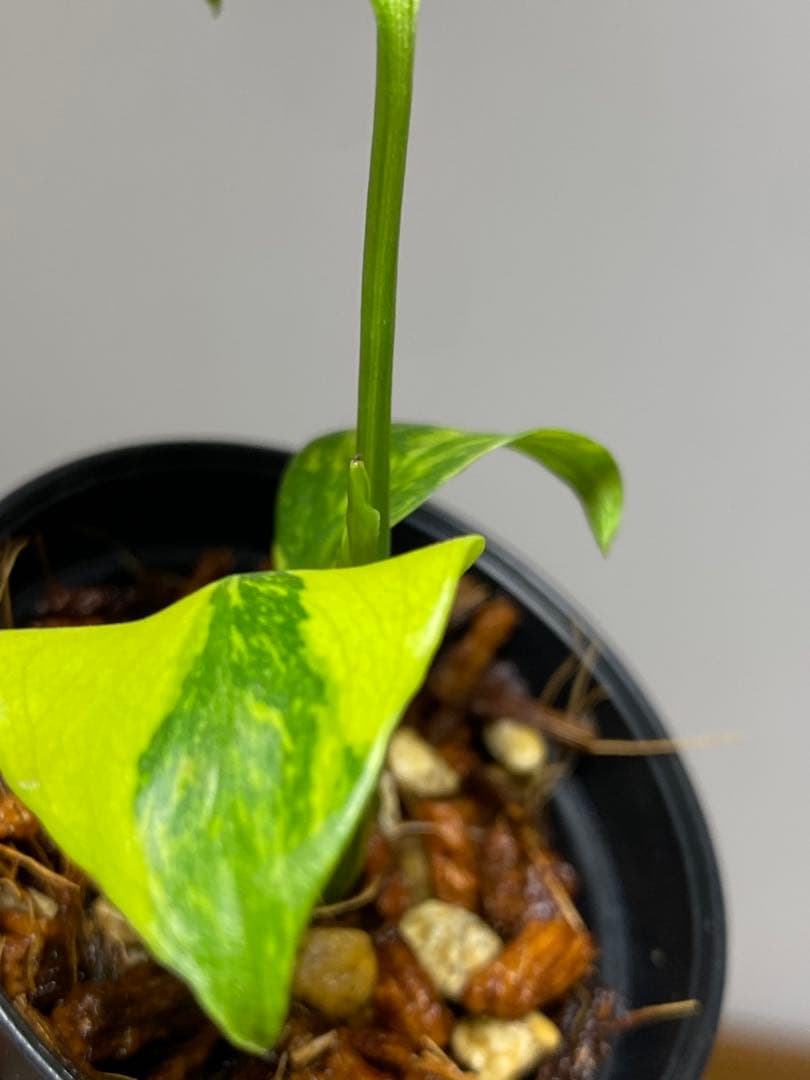 専用画面　【超美株✨超希少‼️】モンステラ　エレクトロライト　斑入り　メルカリ便