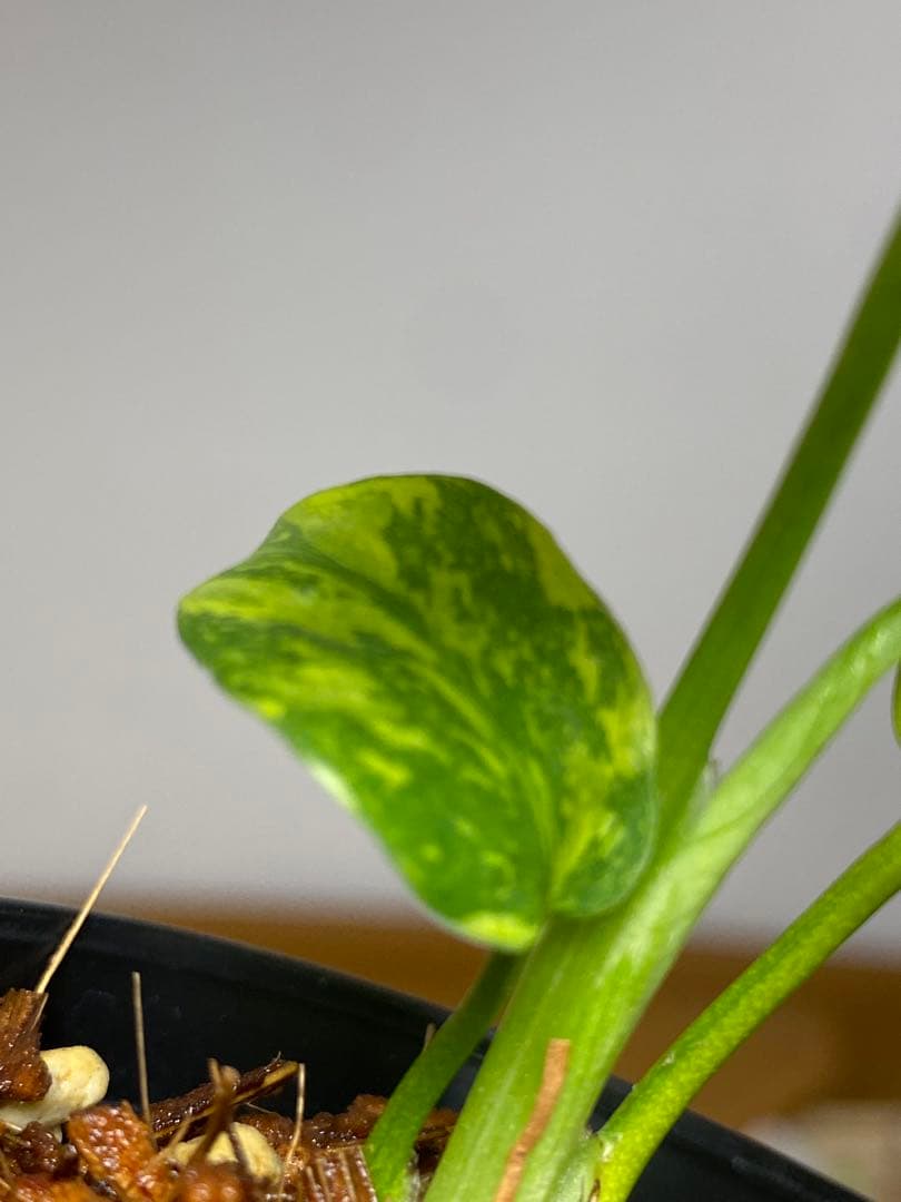 専用画面　【超美株✨超希少‼️】モンステラ　エレクトロライト　斑入り　メルカリ便
