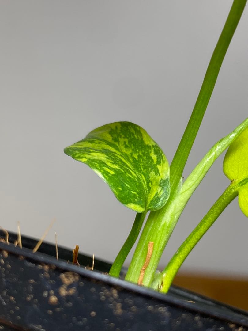 専用画面　【超美株✨超希少‼️】モンステラ　エレクトロライト　斑入り　メルカリ便