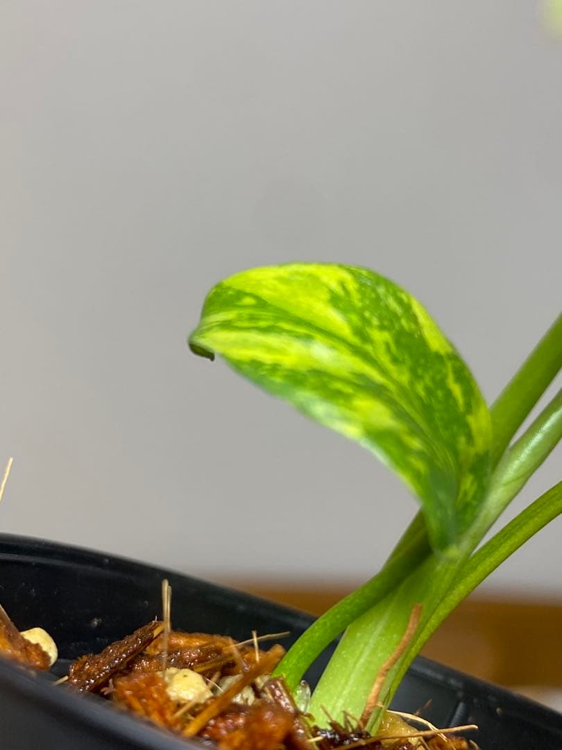 専用画面　【超美株✨超希少‼️】モンステラ　エレクトロライト　斑入り　メルカリ便