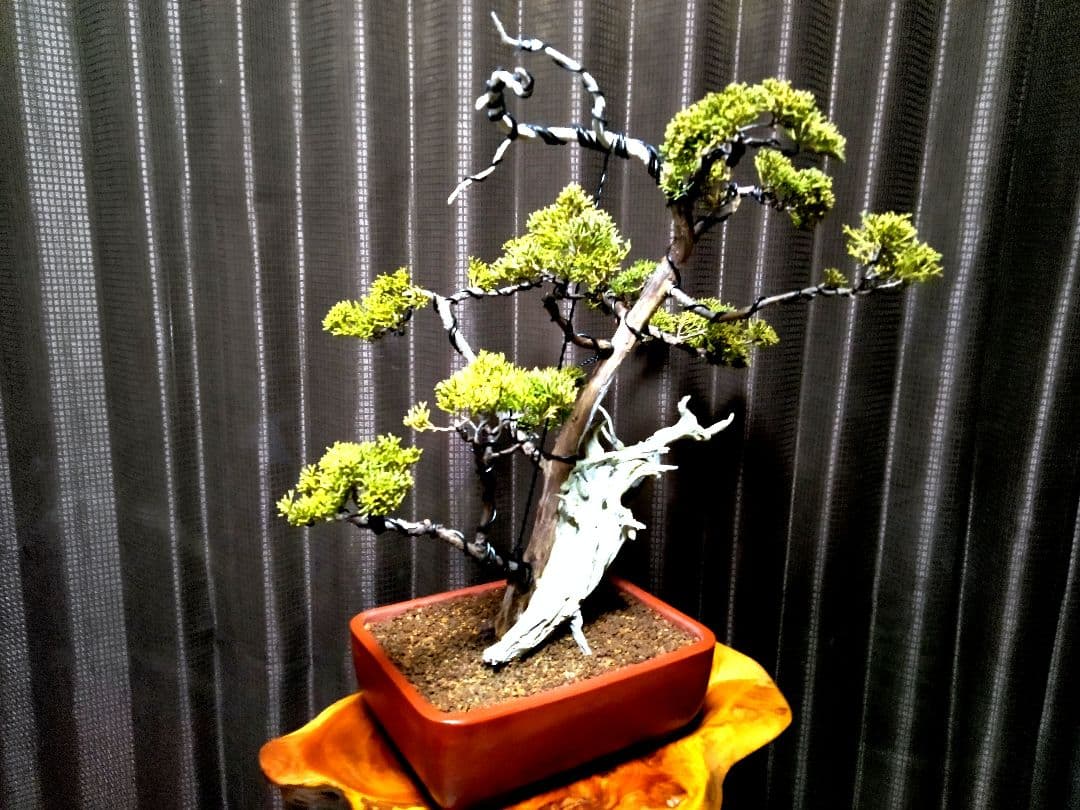 【中品 創作　真柏盆栽】⭕TANUKI創り、舎利100年❗
