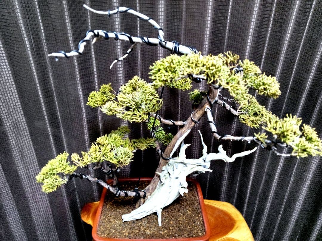 【中品 創作　真柏盆栽】⭕TANUKI創り、舎利100年❗