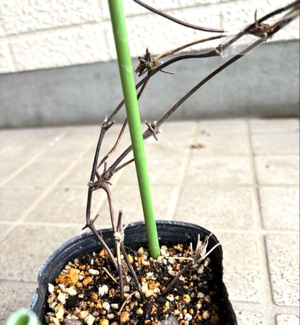 クレマチス　苗　マクロペタラ　ウェッセルトン　蔓　宿根草