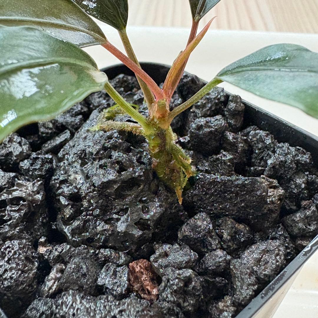 ①Bucephalandra Motleyana Padawan 水上葉