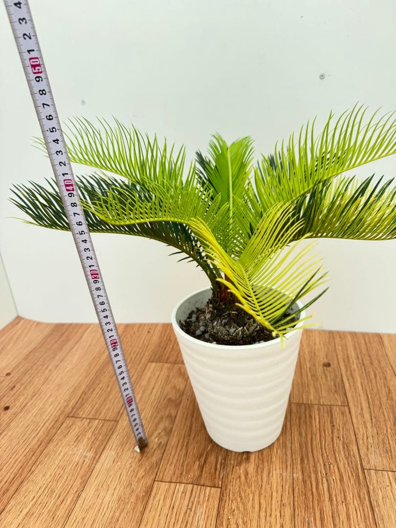 斑入り　ソテツ　蘇轍　10