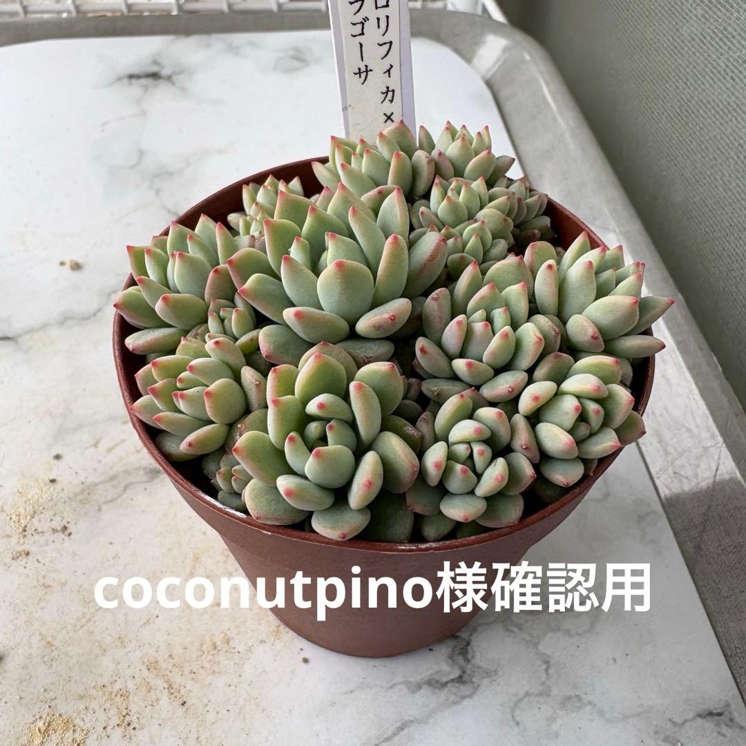 多肉植物　プロリフェラ×ザラゴーサ　抜き苗