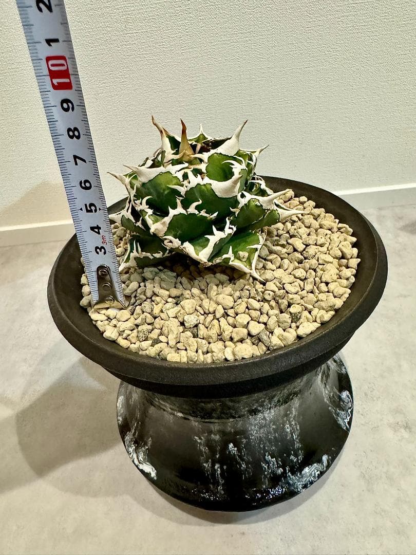 アガベ　チタノタ　大白鯊　親株　ホホジロザメ　lize産