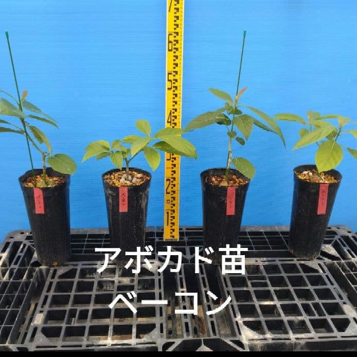 ぽるぽる　アボカド苗