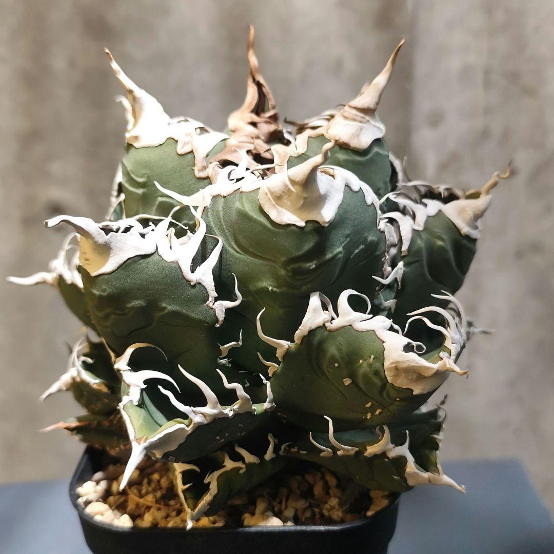 【カクタスグリーン産】アガベ スーパーチタノタ 悪魔くん 子株 A