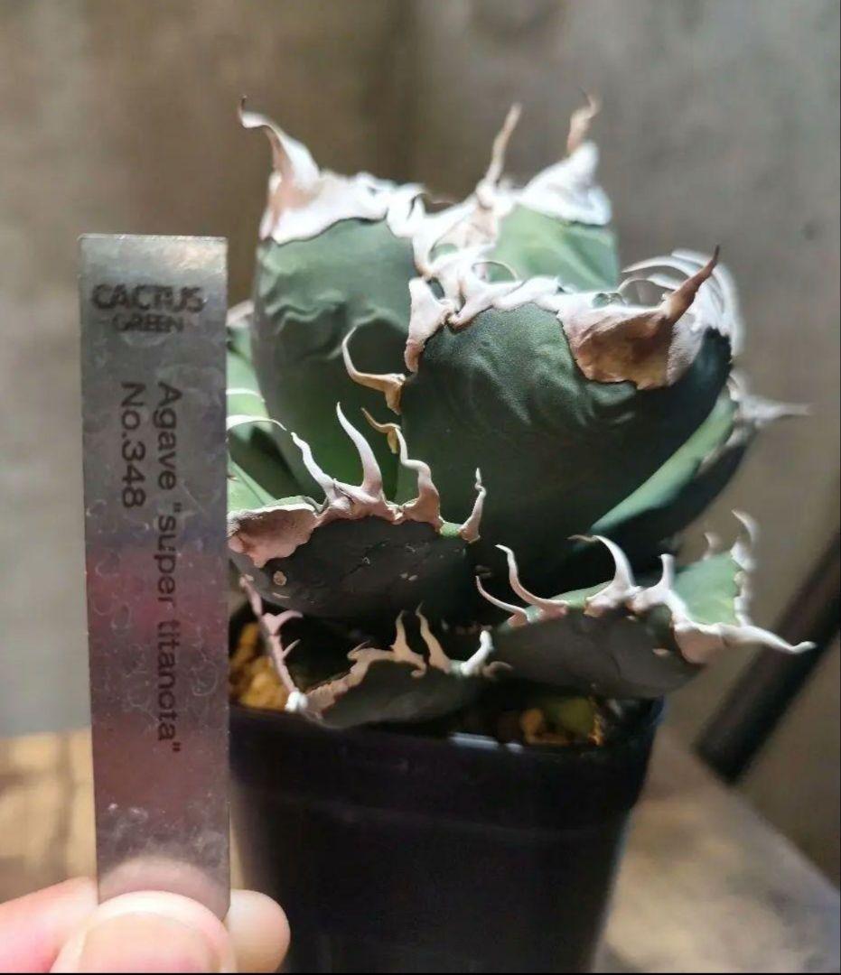 【カクタスグリーン産】アガベ スーパーチタノタ 悪魔くん 子株 A