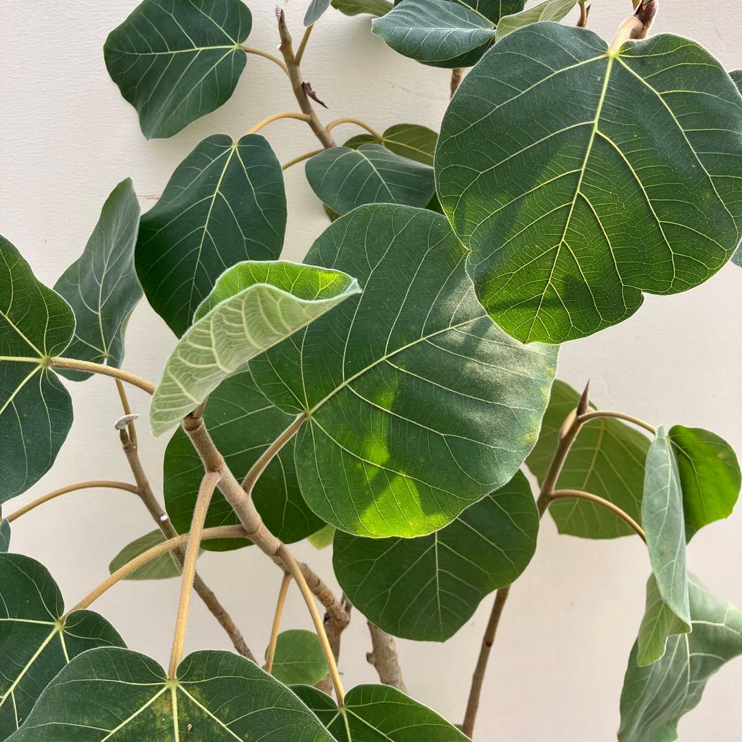 フィカス　エベレスト　曲がり