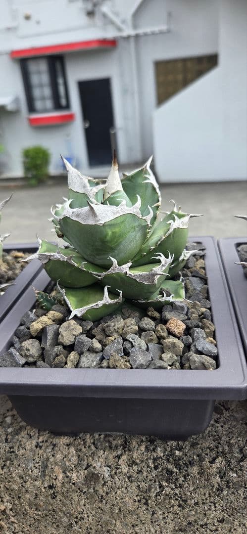 アガベ SAD　中株　ムチムチ極上