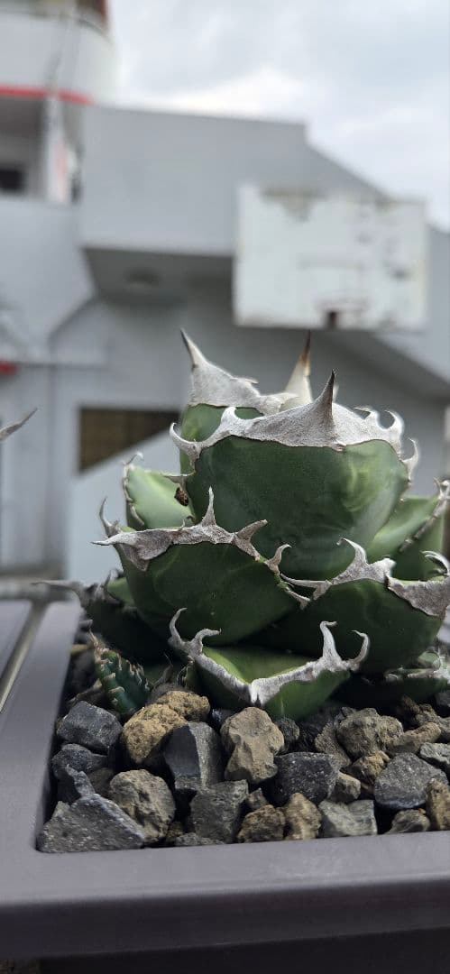 アガベ SAD　中株　ムチムチ極上