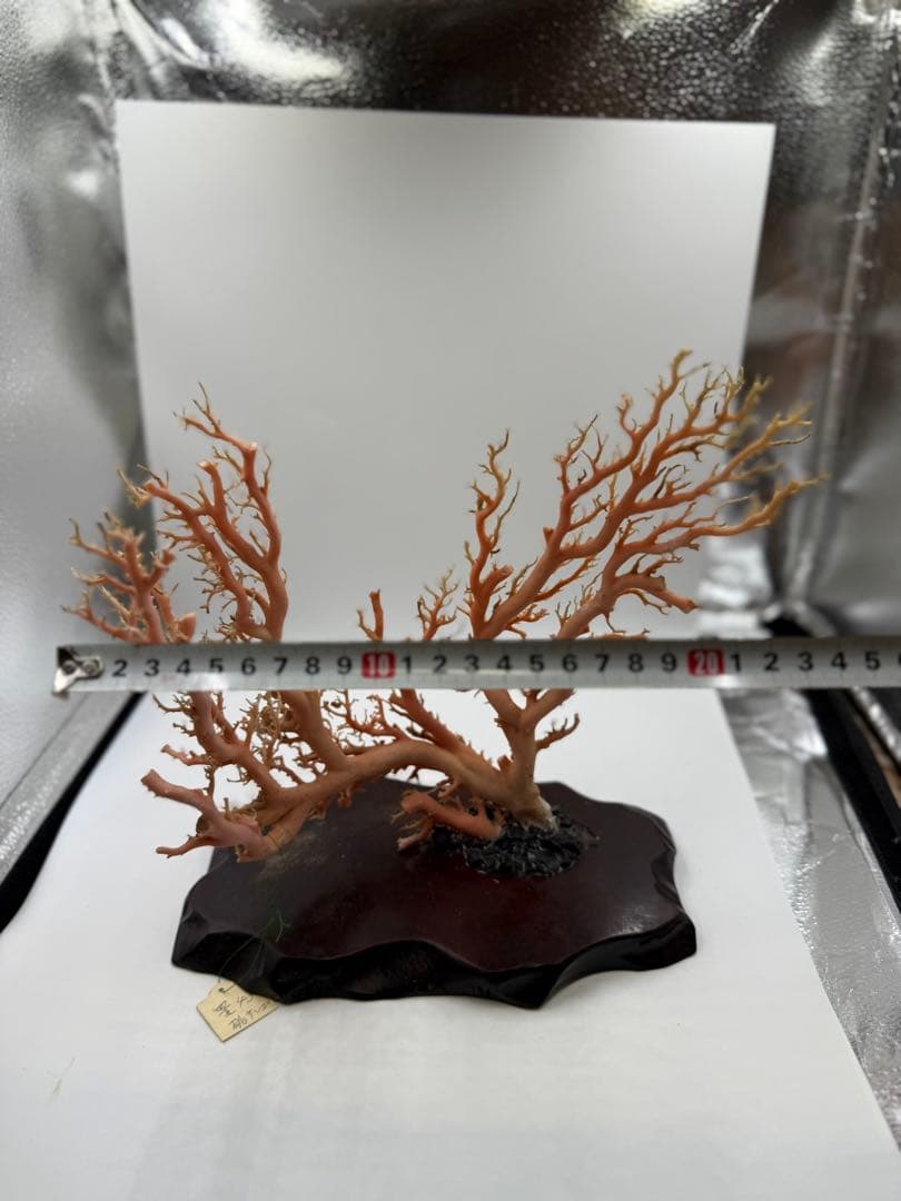 桃色珊瑚置物