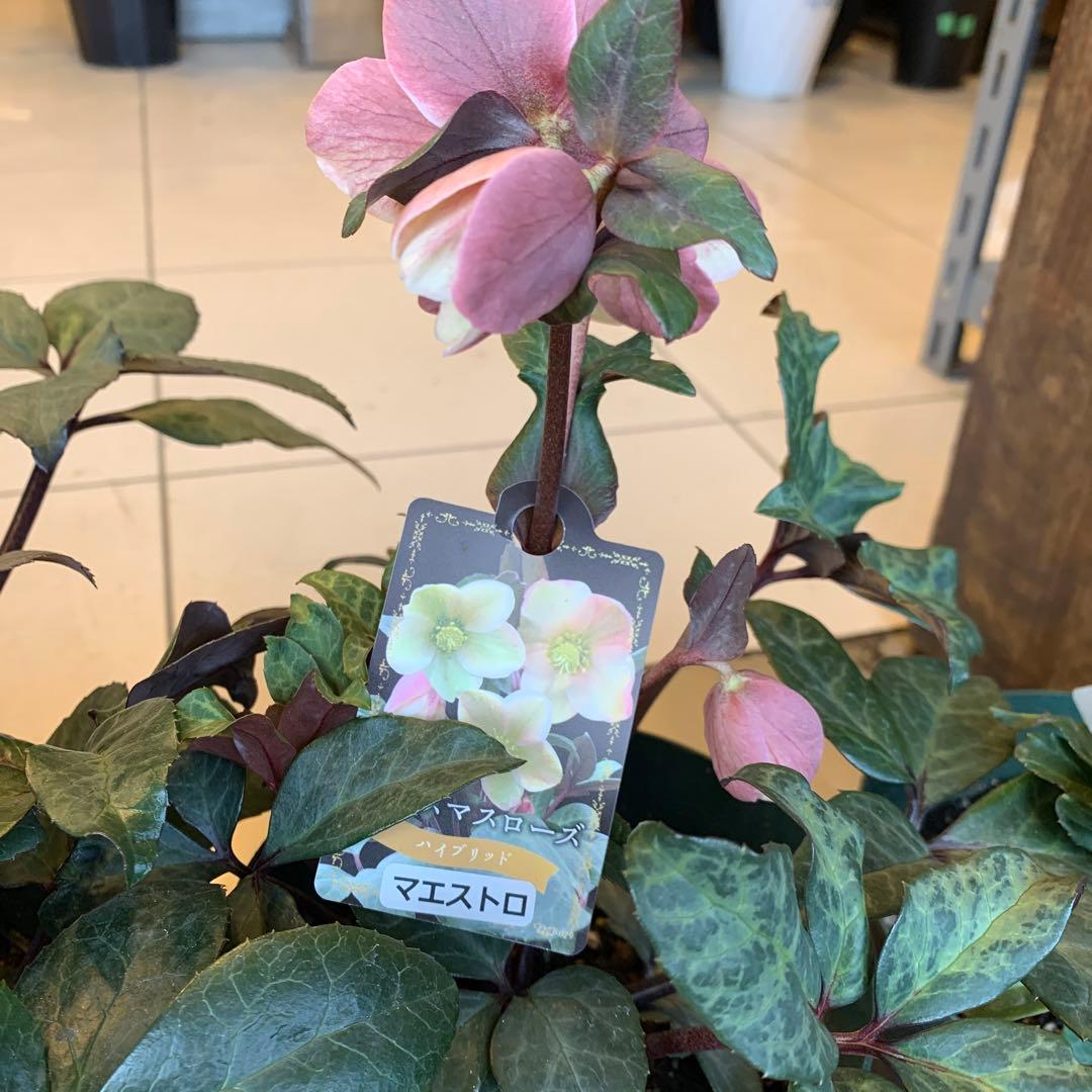 クリスマスローズ 花苗 5種セット