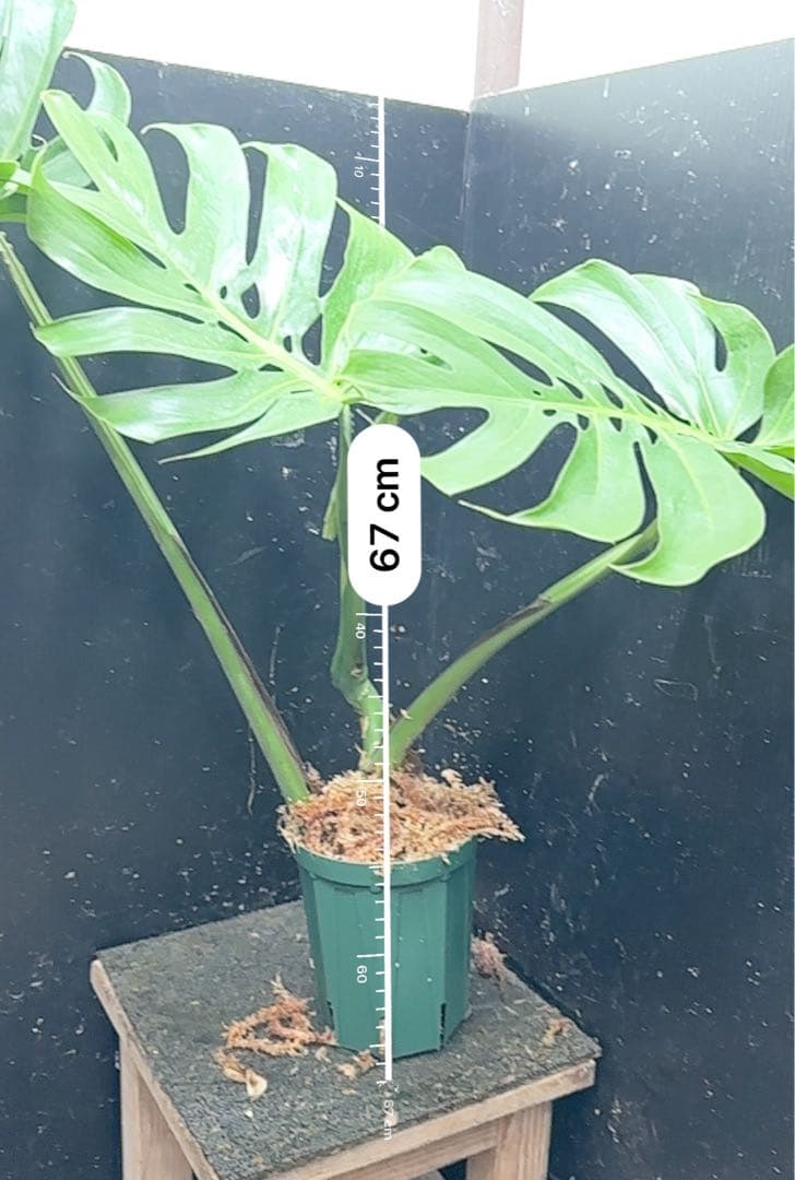 モンステラデリシオーサマクロコズム超希少系統鉢植え67㎝