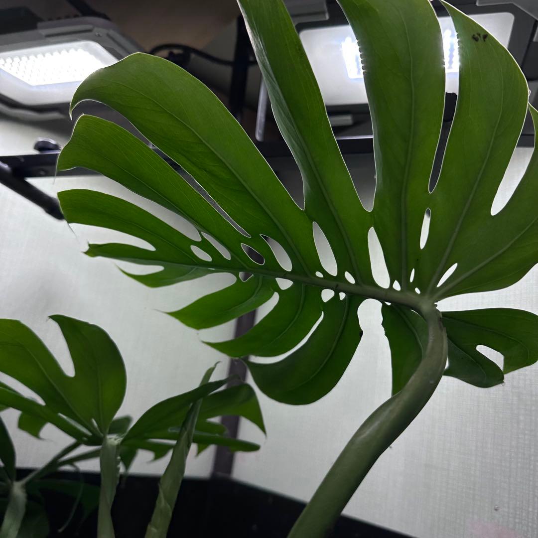 モンステラデリシオーサマクロコズム超希少系統鉢植え67㎝