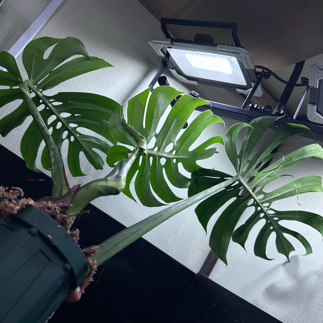 モンステラデリシオーサマクロコズム超希少系統鉢植え67㎝