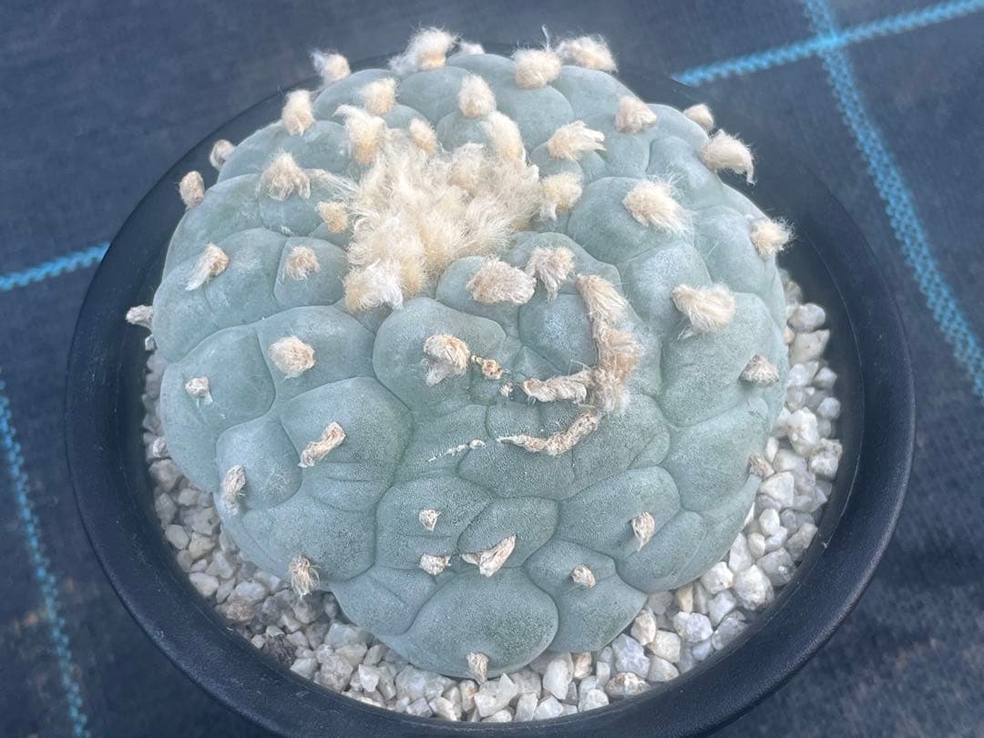 ロフォフォラ　銀冠玉モンスト綴化