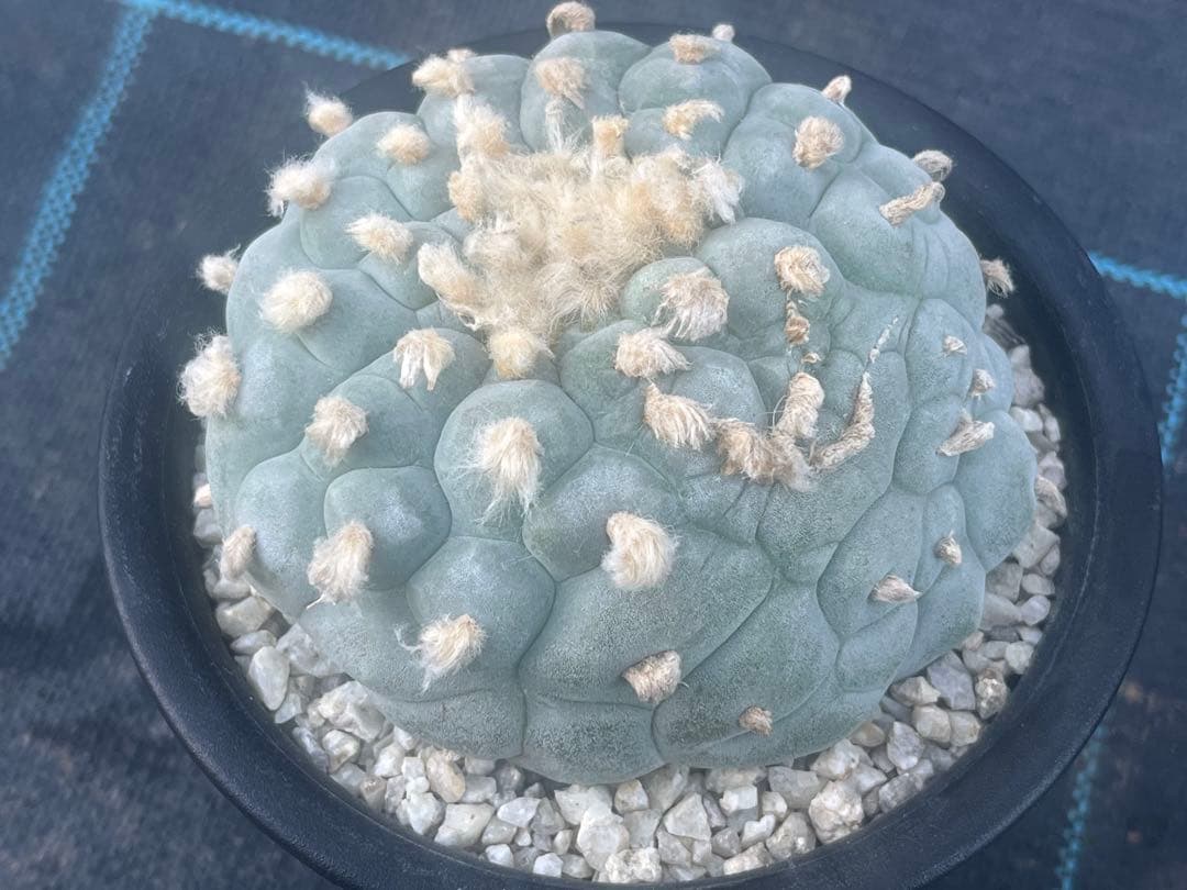 ロフォフォラ　銀冠玉モンスト綴化