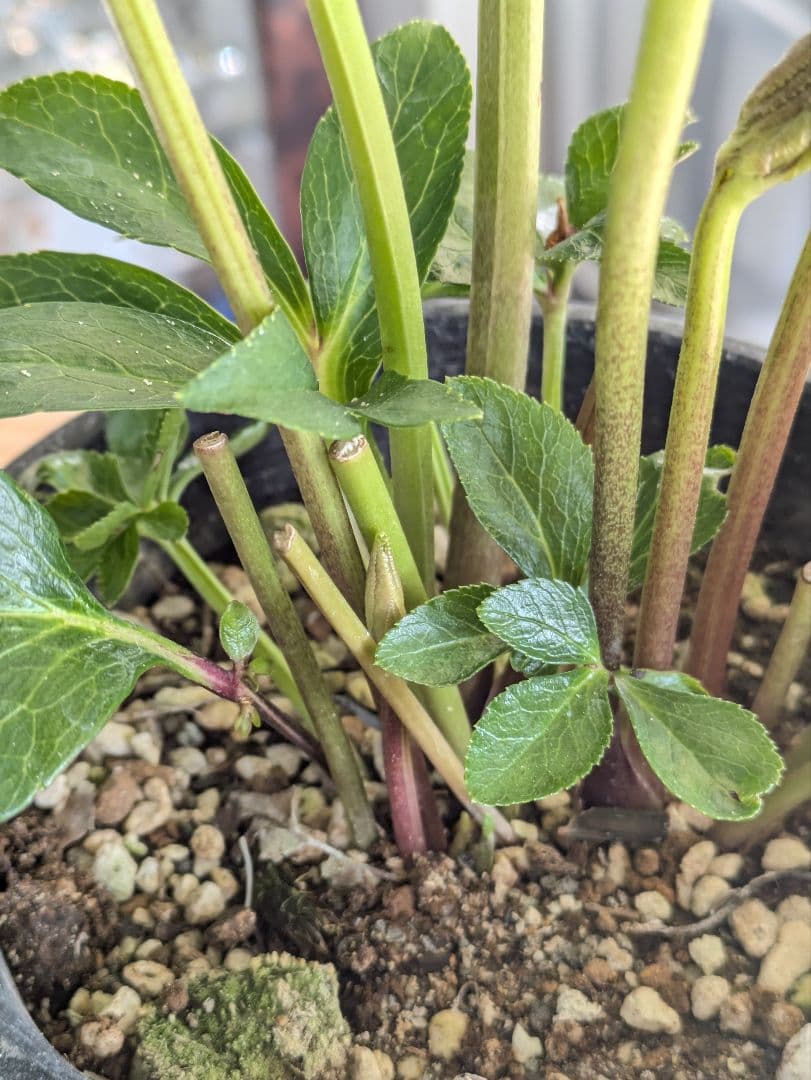 ♡はるかぜ様♡