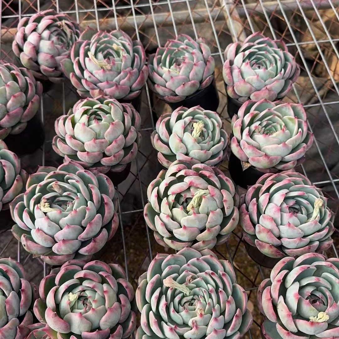 Top【選抜株】多肉植物　19157アイスランディック　コフィー 36個　鉢無し