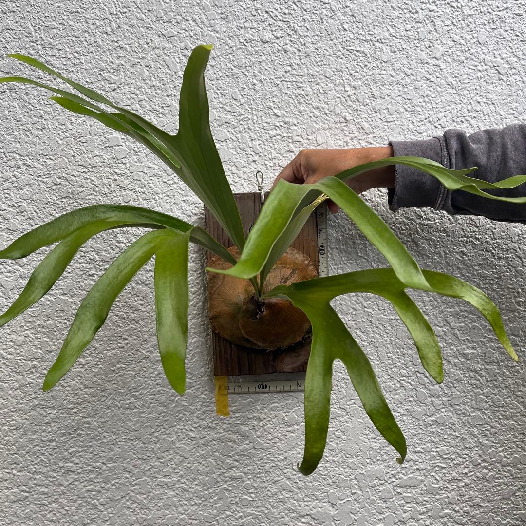 アルシコルネ　アフリカ