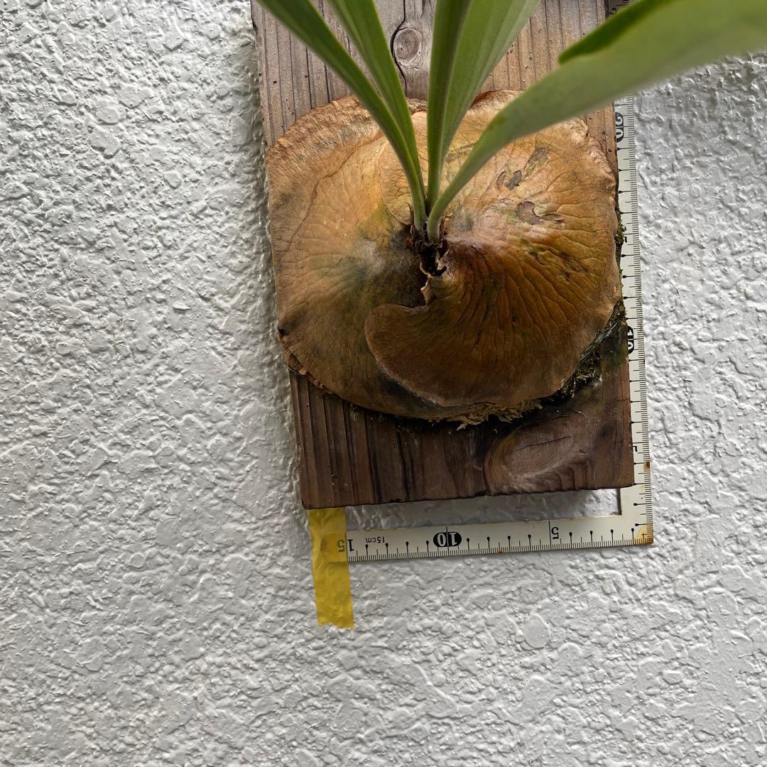 アルシコルネ　アフリカ