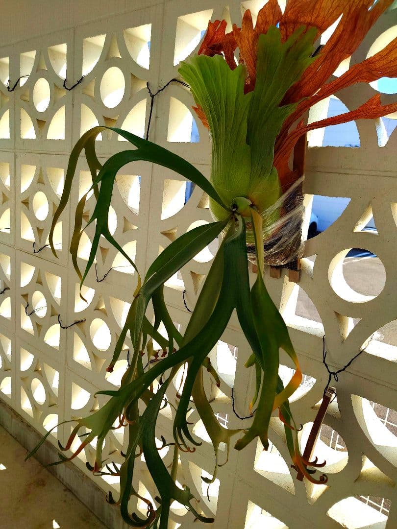 ビカクシダウィリンキーSpore子株