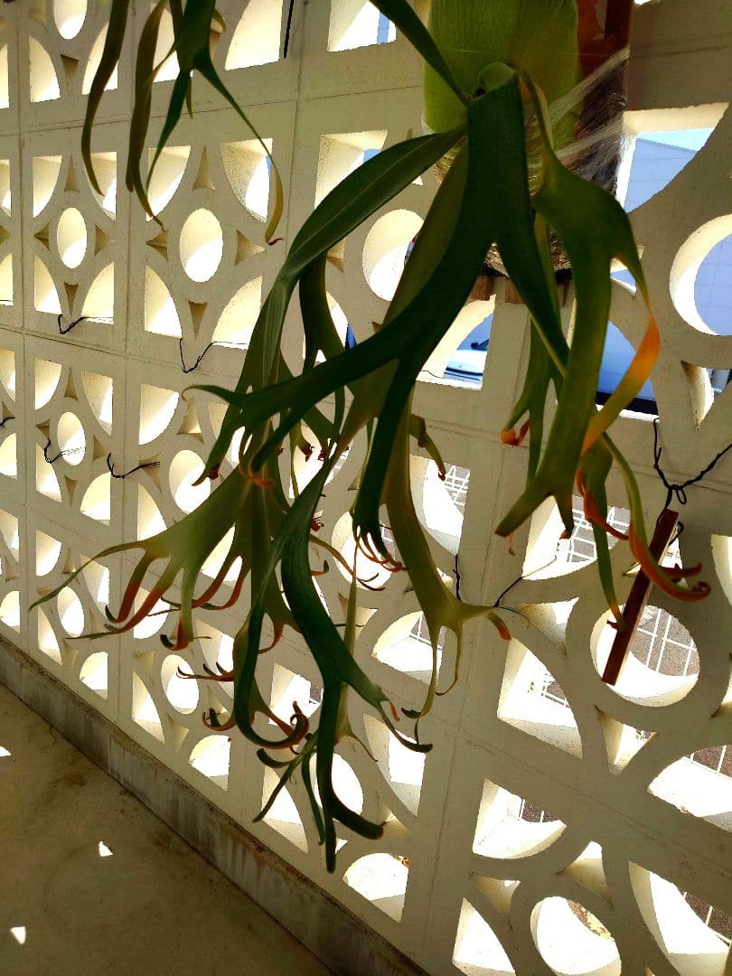 ビカクシダウィリンキーSpore子株