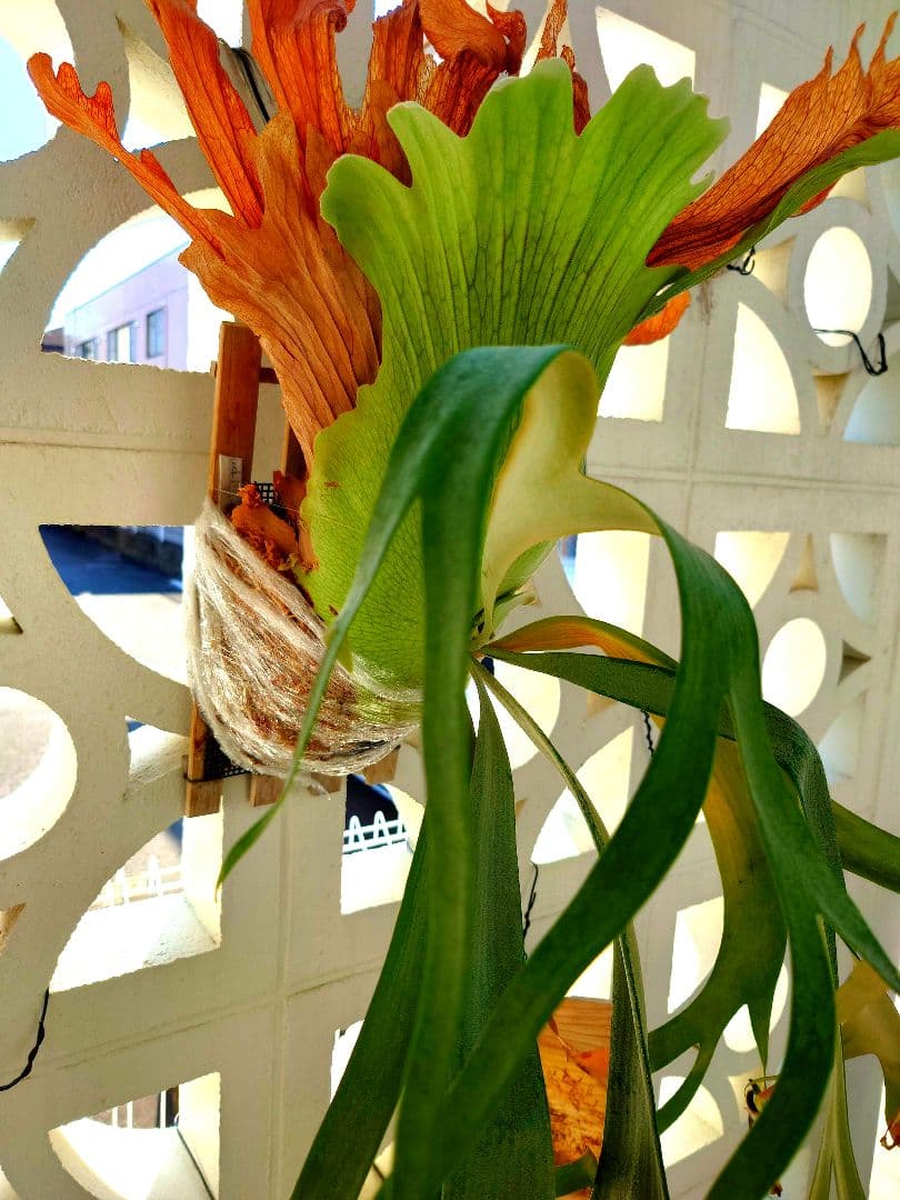 ビカクシダウィリンキーSpore子株