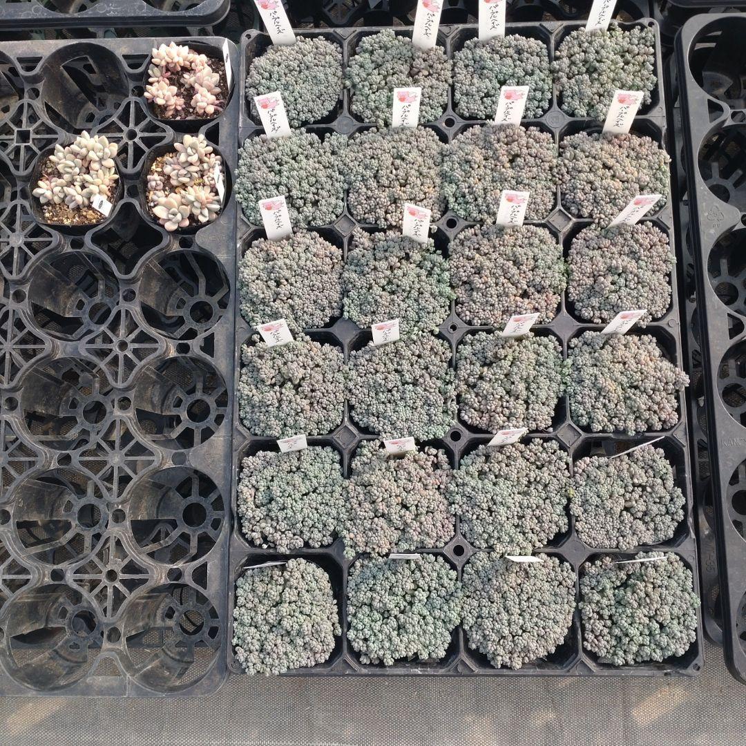 彩之助さん専用