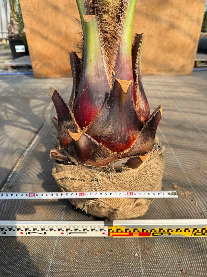 ココスヤシシルバーリーフ【極太】葉先180cm幹回り80cm 幹高40cm