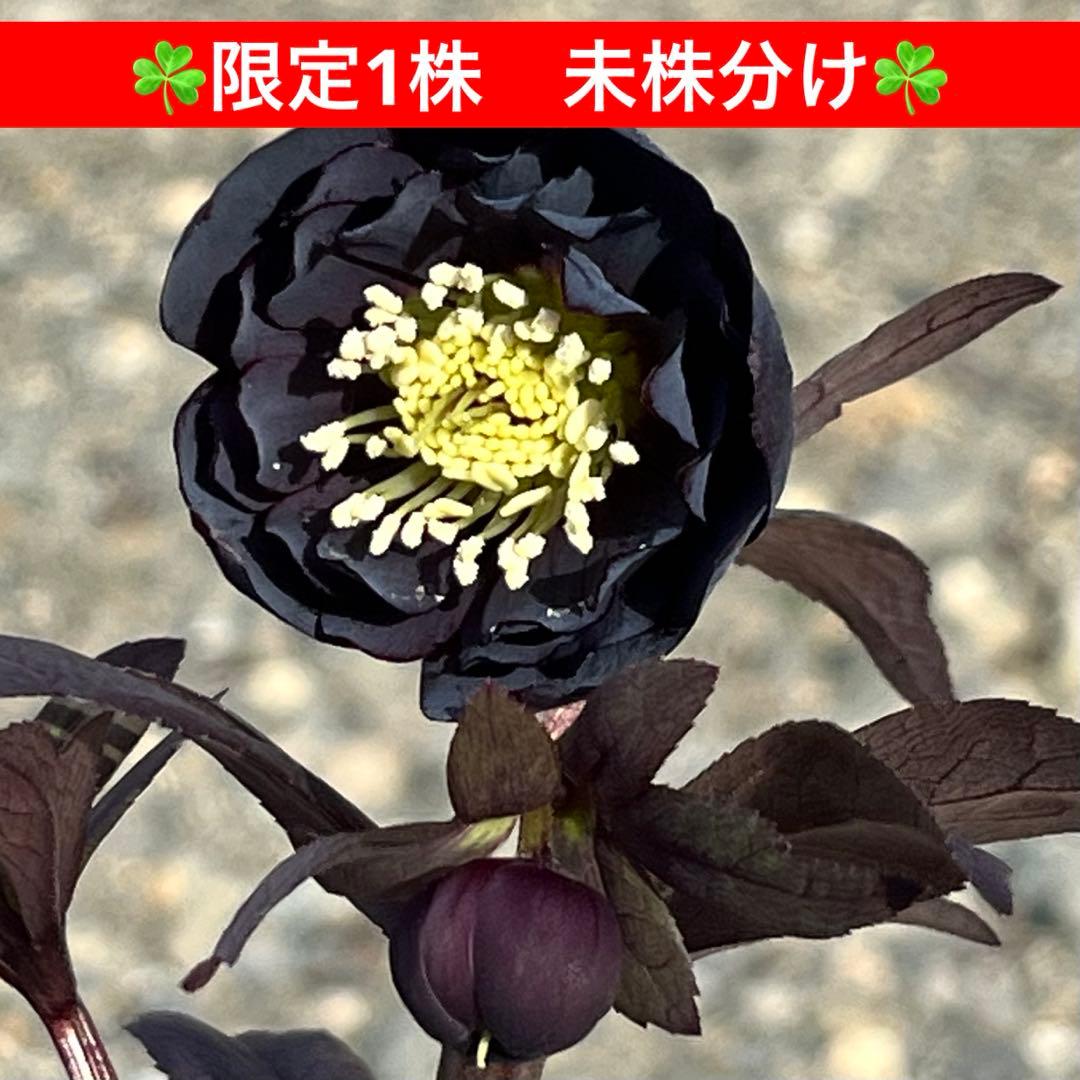 ノアロ　ポット発送☘️限定1株未株分☘️3047【新芽いっぱい⭐️超極上⭐️写楽】