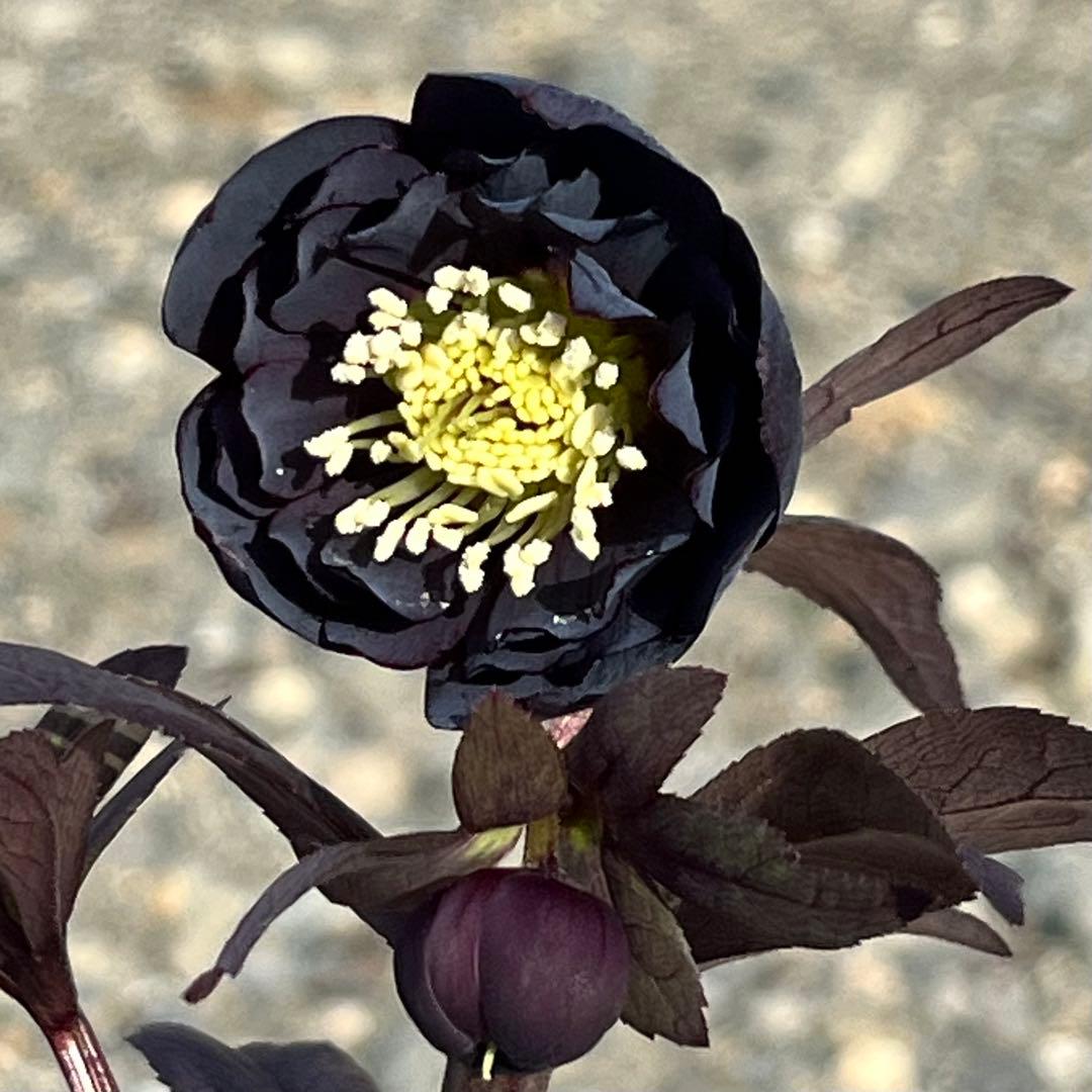 ノアロ　ポット発送☘️限定1株未株分☘️3047【新芽いっぱい⭐️超極上⭐️写楽】