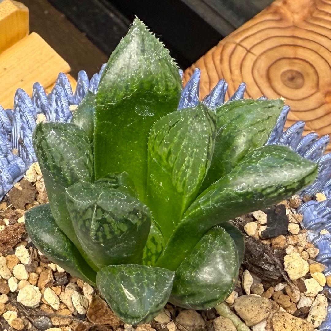 ハオルチア⭐️ナイルの一滴⭐️美苗　美品　発根済み。