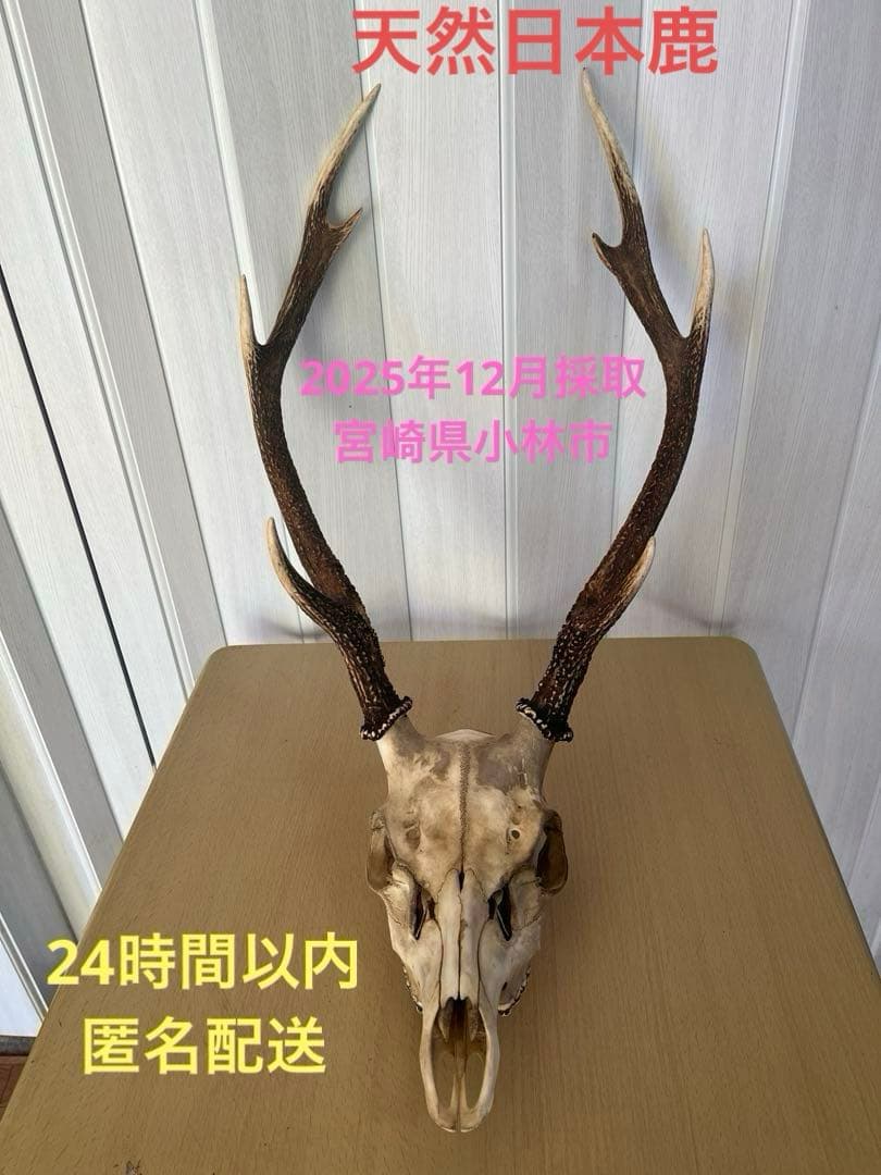 天然日本鹿 角 ハンティングトロフィー