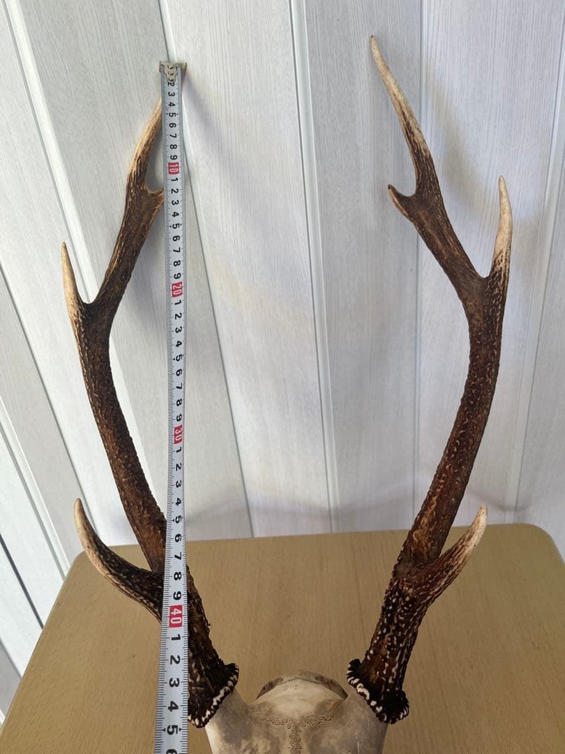 天然日本鹿 角 ハンティングトロフィー