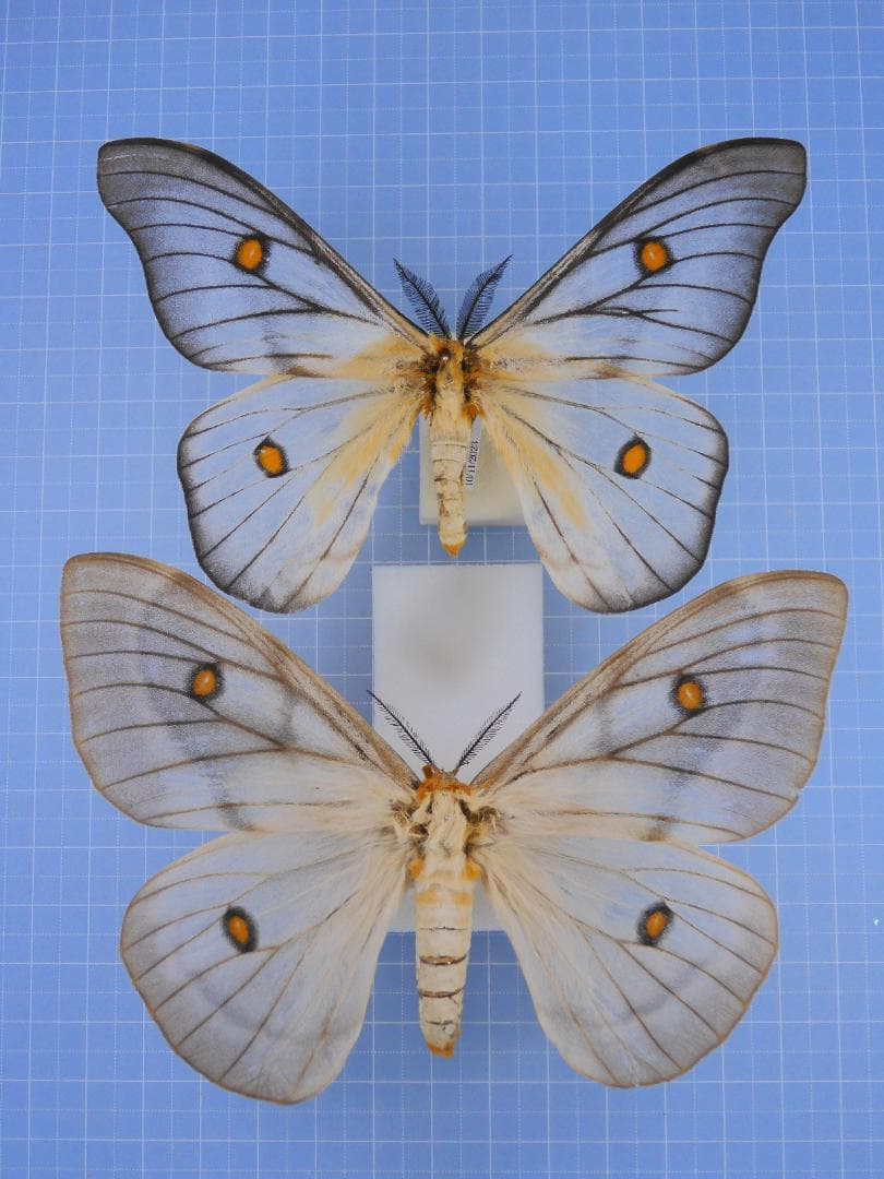 標本 Ceranchia apollina2 pair 112mm 122mm