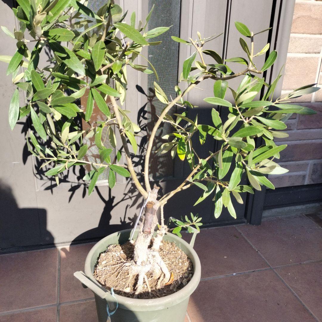 オリーブの木　ジャンボカラマタ　接ぎ木　小倉園