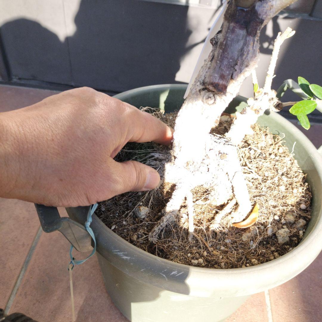 オリーブの木　ジャンボカラマタ　接ぎ木　小倉園