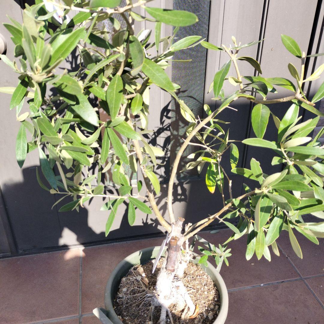 オリーブの木　ジャンボカラマタ　接ぎ木　小倉園