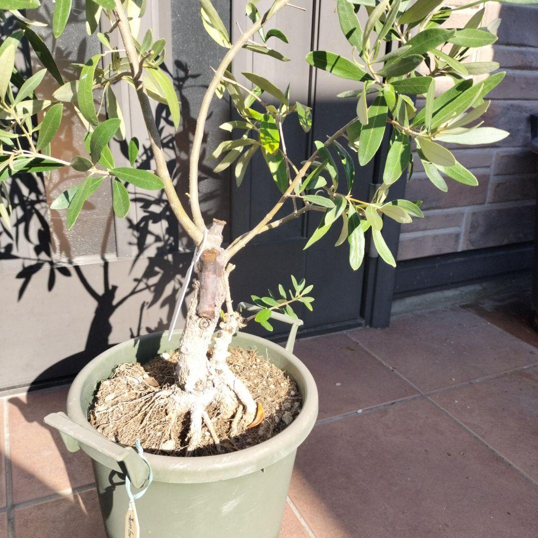 オリーブの木　ジャンボカラマタ　接ぎ木　小倉園